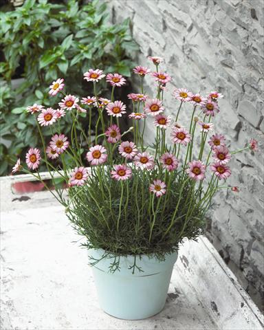 Photos von Blumenvarianten benutzt als: Topf und Beet Rhodanthemum hybrida Marakesh