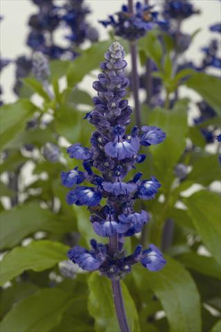 Photos von Blumenvarianten benutzt als: Topf und Beet Salvia farinacea Sallyfun Blue