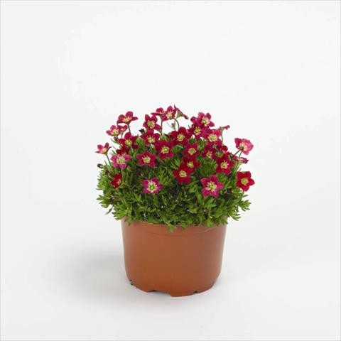 Photos von Blumenvarianten benutzt als: Topf und Beet Saxifraga x arendsii Rockies F1 Red