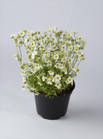 Photos von Blumenvarianten benutzt als: Topf und Beet Saxifraga x arendsii Saxony White