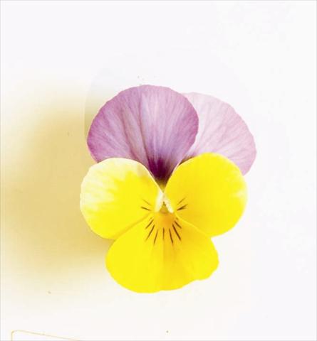 Photos von Blumenvarianten benutzt als: Beet, Topf oder Ampel Viola cornuta Sorbet XP F1 Yellow Pink Jump Up