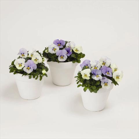 Photos von Blumenvarianten benutzt als: Beet, Topf oder Ampel Viola cornuta Sorbet XP F1 YTT
