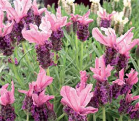 Photos von Blumenvarianten benutzt als: Beet- / Rabattenpflanze Lavandula stoechas Ruffles Sugarberry