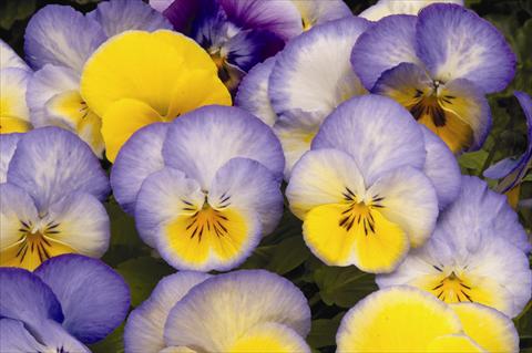 Photos von Blumenvarianten benutzt als: Beet, Topf oder Ampel Viola wittrockiana Cool Wave F1 Blueberry Swirl