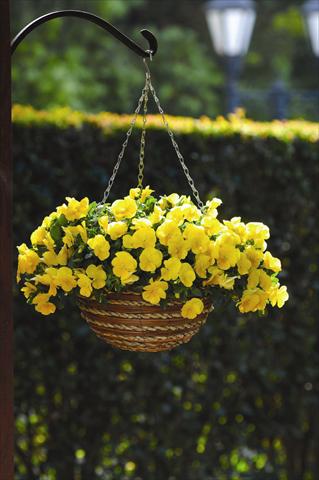 Photos von Blumenvarianten benutzt als: Beet, Topf oder Ampel Viola wittrockiana Cool Wave F1 Golden Yellow