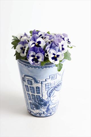 Photos von Blumenvarianten benutzt als: Beet, Topf oder Ampel Viola wittrockiana Matrix™ F1 Delft Blue