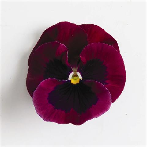 Photos von Blumenvarianten benutzt als: Beet, Topf oder Ampel Viola wittrockiana Matrix™ F1 Rose Blotch