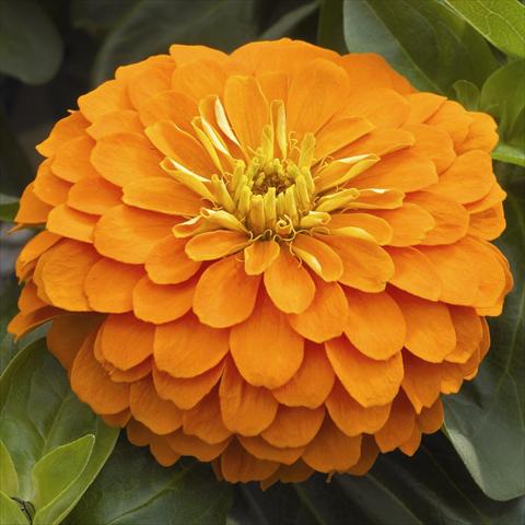 Photos von Blumenvarianten benutzt als: Topf und Beet Zinnia angustifolia Zen Orange