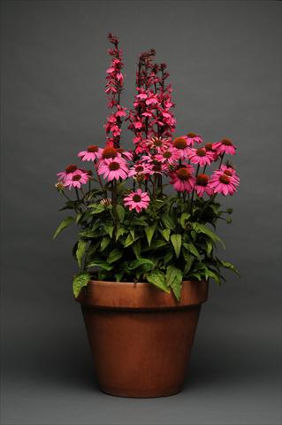 Photos von Blumenvarianten benutzt als: Topf und Beet 2 Combo Lobelia Echinacea MIX