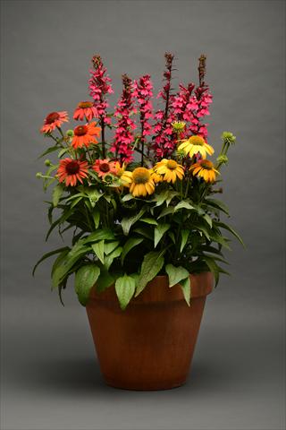 Photos von Blumenvarianten benutzt als: Topf und Beet 2 Combo Paris in springtime Lobelia Echinacea MIX