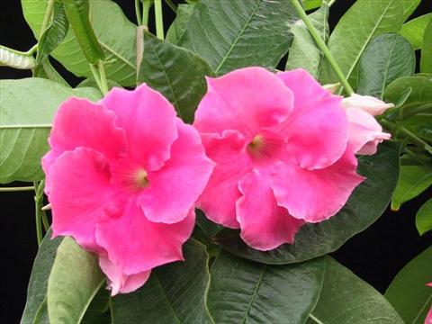 Photos von Blumenvarianten benutzt als: Ampel/Topf Dipladenia (Mandevilla) Pink Velvet