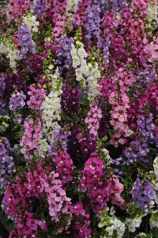 Photos von Blumenvarianten benutzt als: Topf und Beet Angelonia angustifolia Serenita Mix Improved