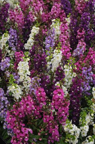 Photos von Blumenvarianten benutzt als: Topf und Beet Angelonia angustifolia Serenita Speciality Mix