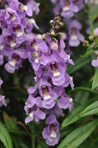 photo of flower to be used as: Pot and bedding Angelonia angustifolia Serenita Sky Blue