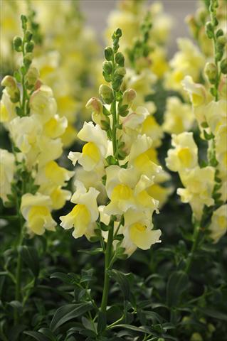 Photos von Blumenvarianten benutzt als: Topf und Beet Antirrhinum majus Jumpstart Yellow