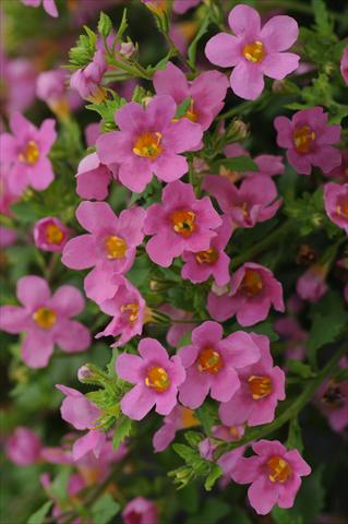 Photos von Blumenvarianten benutzt als: Topf und Beet Bacopa (Sutera cordata) Bacopa Exp Large Flower Pink