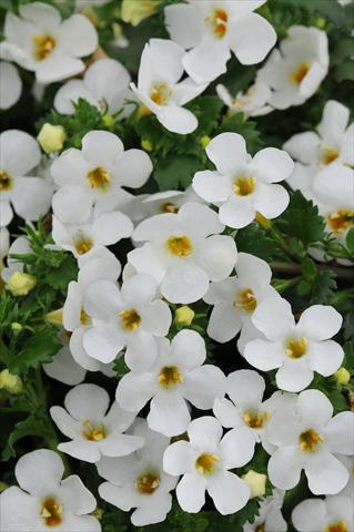 Photos von Blumenvarianten benutzt als: Topf und Beet Bacopa (Sutera cordata) Exp Large Flower White