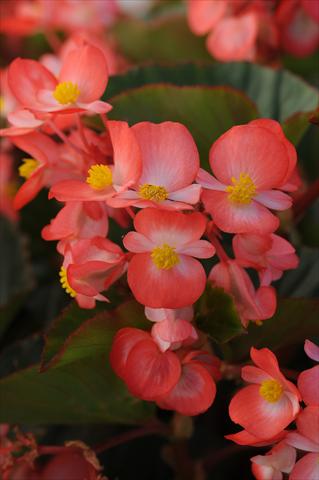Photos von Blumenvarianten benutzt als: Topf und Beet Begonia hybrida Begonia Baby Wing Red and White Bicolor