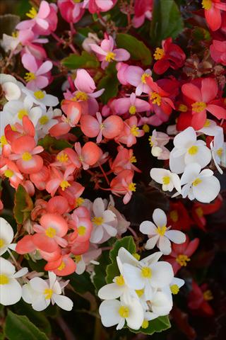 Photos von Blumenvarianten benutzt als: Topf und Beet Begonia hybrida BabyWing Mixture