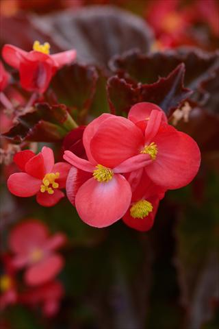 Photos von Blumenvarianten benutzt als: Topf und Beet Begonia hybrida BabyWing Red