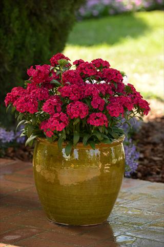 Photos von Blumenvarianten benutzt als: Topf und Beet Dianthus interspec. Jolt Cherry