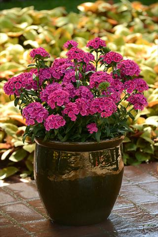 Photos von Blumenvarianten benutzt als: Topf und Beet Dianthus interspec. Jolt Pink