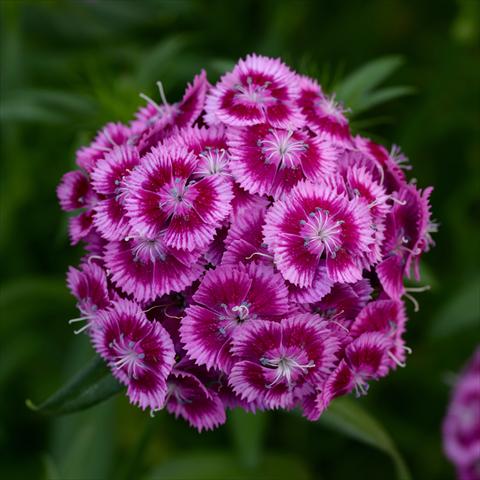 Photos von Blumenvarianten benutzt als: Topf und Beet Dianthus barbatus Sweet Magenta Bicolor
