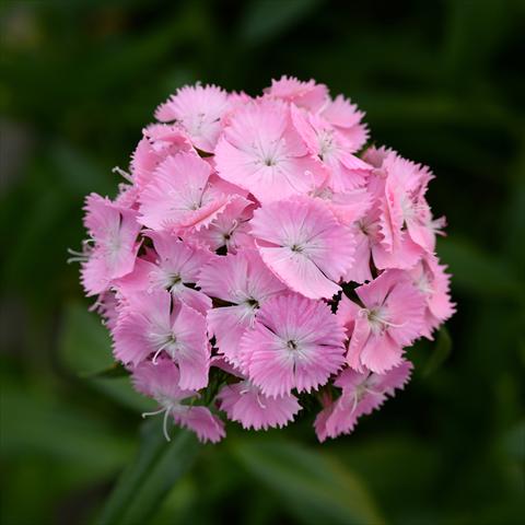 Photos von Blumenvarianten benutzt als: Topf und Beet Dianthus barbatus Sweet Pink