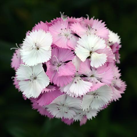 Photos von Blumenvarianten benutzt als: Topf und Beet Dianthus barbatus Sweet Pink Magic