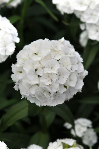 Photos von Blumenvarianten benutzt als: Topf und Beet Dianthus barbatus Sweet White Improved