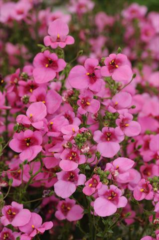 Photos von Blumenvarianten benutzt als: Topf und Beet Diascia barberae Experimental Dark Pink Shades