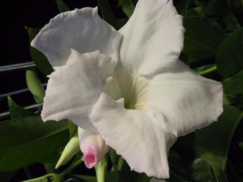 Photos von Blumenvarianten benutzt als: Ampel/Topf Dipladenia (Mandevilla) White Velvet