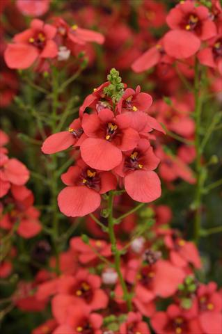 Photos von Blumenvarianten benutzt als: Topf und Beet Diascia barberae Experimental Red