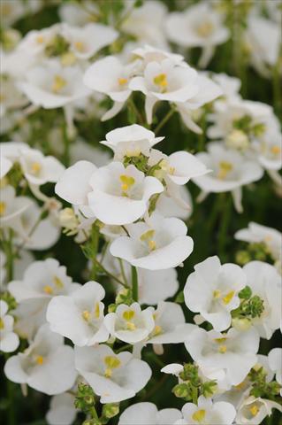 Photos von Blumenvarianten benutzt als: Topf und Beet Diascia barberae Experimental White