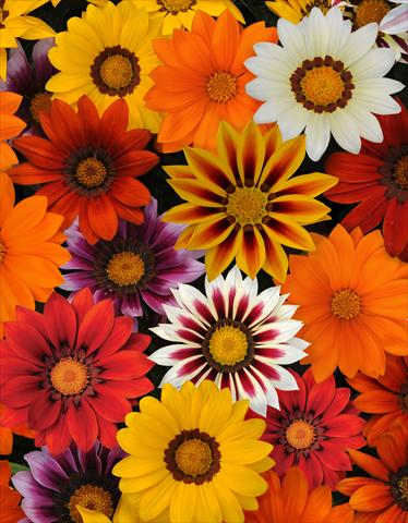 Photos von Blumenvarianten benutzt als: Topf und Beet Gazania rigens New Day Mix Improved