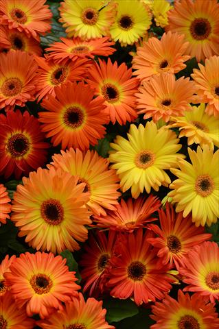 Photos von Blumenvarianten benutzt als: Topf und Beet Gerbera jamesonii Revolution Bicolor Orange Yellow
