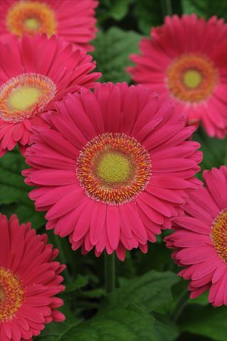 Photos von Blumenvarianten benutzt als: Topf und Beet Gerbera jamesonii Revolution Bright Rose Light Eye