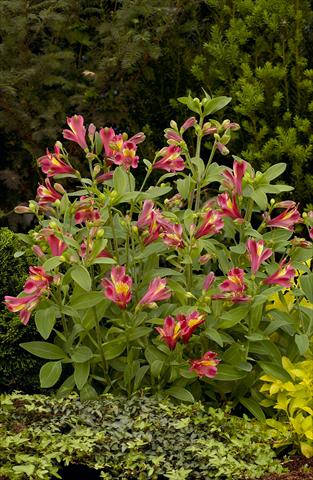 Photos von Blumenvarianten benutzt als: Beet- / Rabattenpflanze Alstroemeria Inca® Obsession