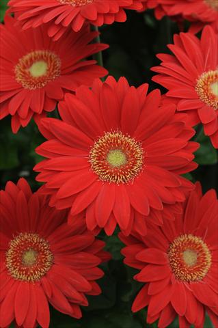 Photos von Blumenvarianten benutzt als: Topf und Beet Gerbera jamesonii Revolution Red Light Eye