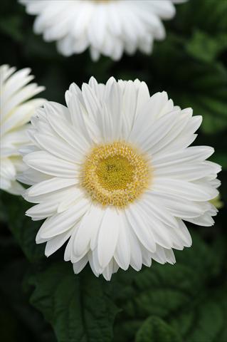 Photos von Blumenvarianten benutzt als: Topf und Beet Gerbera jamesonii Revolution White Light Eye