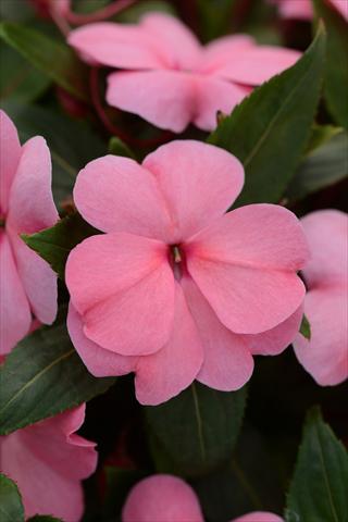 Photos von Blumenvarianten benutzt als: Topf und Beet Impatiens hawkerii Divine Pink Improved