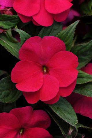 Photos von Blumenvarianten benutzt als: Topf und Beet Impatiens hawkerii Divine Violet Improved