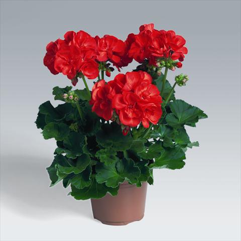 Photos von Blumenvarianten benutzt als: Ampel/Topf Pelargonium zonale pac® Antony