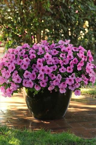 Photos von Blumenvarianten benutzt als: Topf und Beet Petunia x hybrida Easy Wave Pink Passion