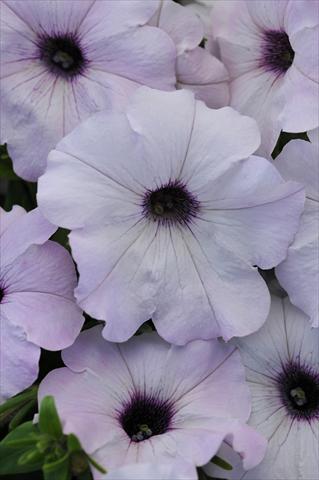 Photos von Blumenvarianten benutzt als: Topf und Beet Petunia x hybrida Easy Wave Silver