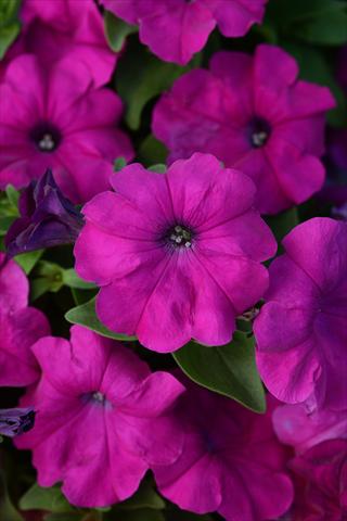 Photos von Blumenvarianten benutzt als: Topf und Beet Petunia x hybrida Lo Rider Violet