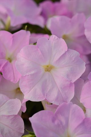 Photos von Blumenvarianten benutzt als: Topf und Beet Petunia x hybrida Mirage Pink Chiffon
