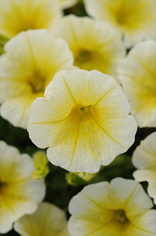 Photos von Blumenvarianten benutzt als: Topf und Beet Petunia x hybrida Shock Wave Yellow