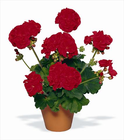 Photos von Blumenvarianten benutzt als: Topf, Beet, Terrasse Pelargonium zonale pac® Victor