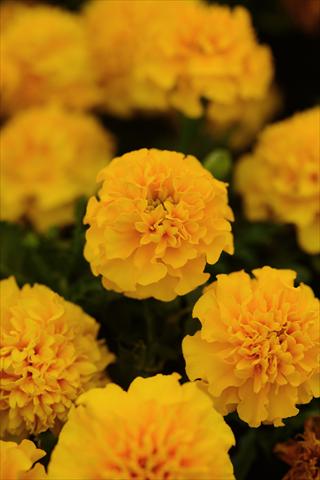 Photos von Blumenvarianten benutzt als: Topf und Beet Tagetes erecta Hot Pak Gold